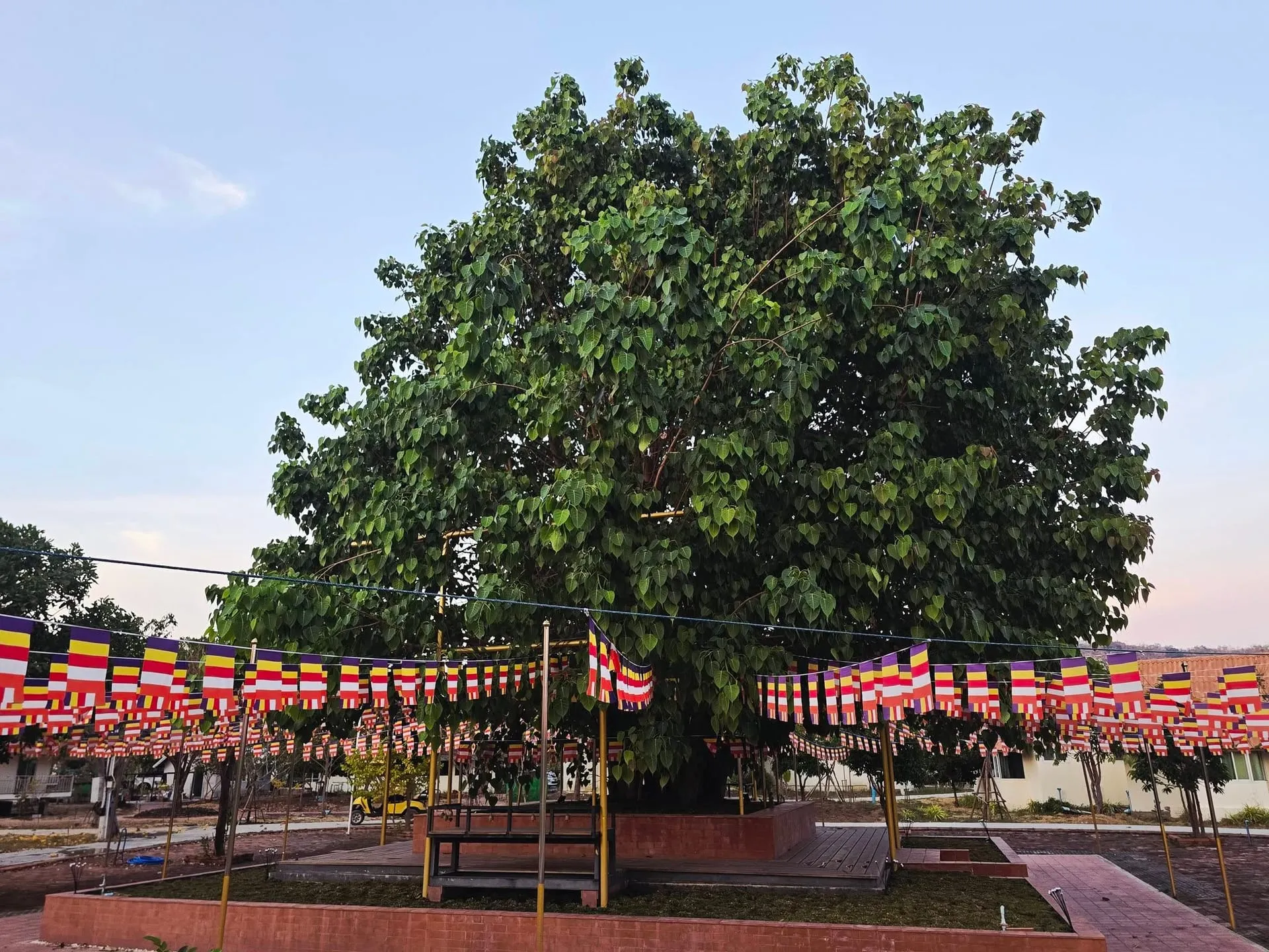 ต้นพระศรีมหาโพธิ์